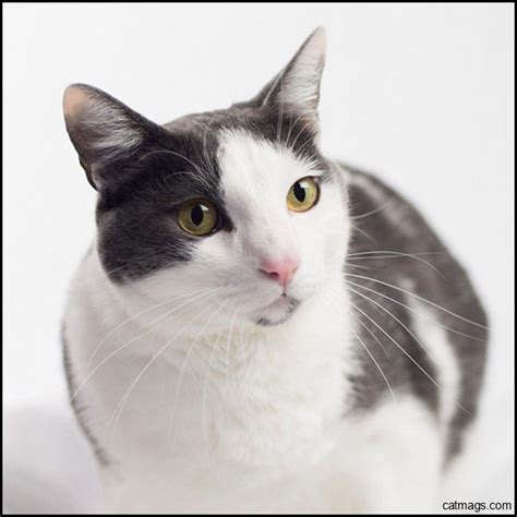 Stunning Grey And White Cat Breeds A Beautiful Combination