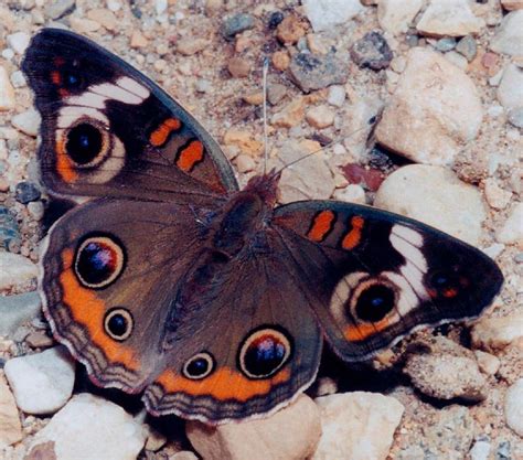 National Geographics Butterfly Wings Pictures