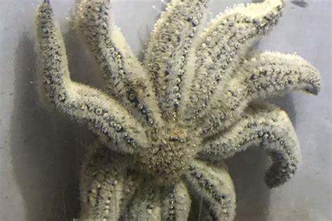 The Eleven Armed Sea Star Whats That Fish