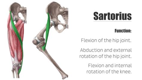 Flexion And Abduction And Lateral Rotation Of Thigh At Hip Flexion And Medial