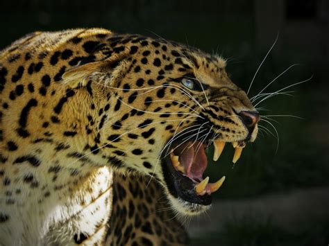 Tairi The North Chinese Leopard Smithsonian Photo