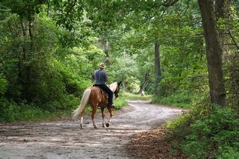 3 Of The Best Places For Horseback Riding In The Smoky Mountains
