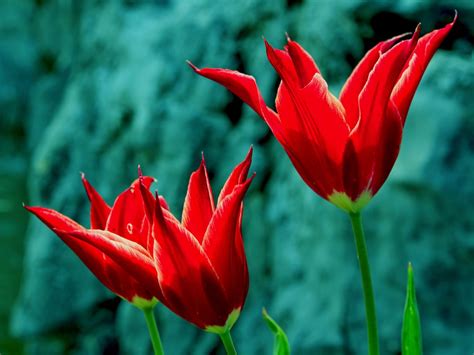 red flowers from pikwizard