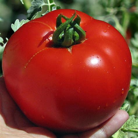 Early Girl Hybrid Tomato Plants For Sale Growjoy Inc