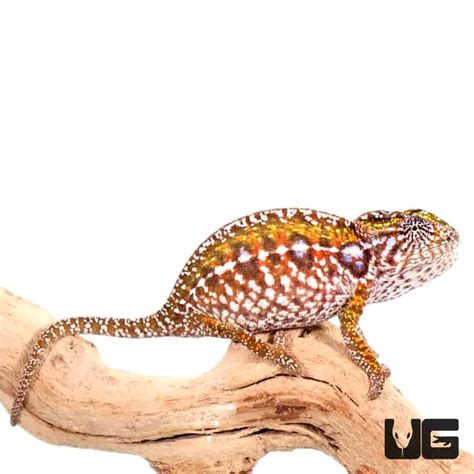 Carpet Chameleons Furcifer Lateralis For Sale Underground Reptiles