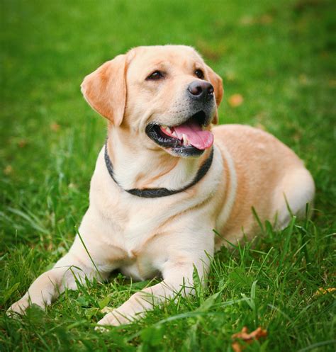 The first night is often the most difficult; Labrador Retriever Dog Images New HD Picutures Downloads