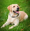 Labrador Retriever – Only Dogs