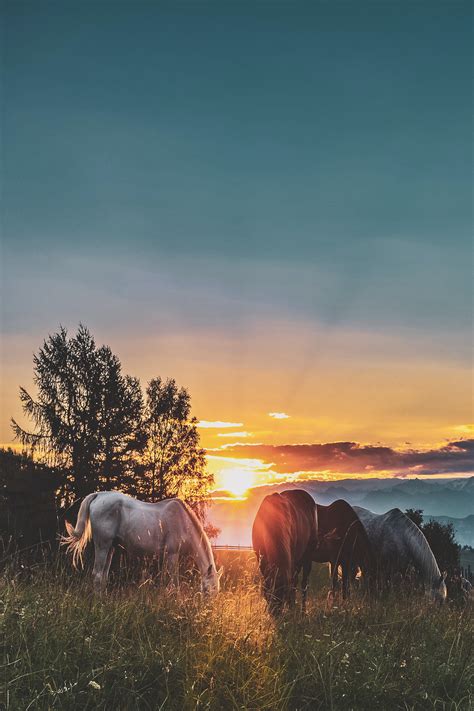 100 Beautiful Horses Photos · Pexels · Free Stock Photos