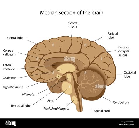 Anatomie Des Menschlichen Gehirns Stockfotografie Alamy