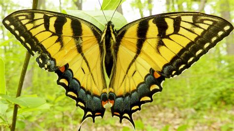 State Insect Of Virginia Tiger Swallowtail Butterfly Symbol Hunt