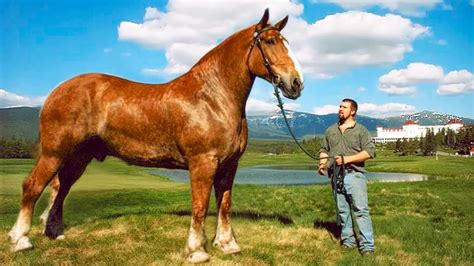 The biggest horses in the world - compilation (top 10) - Canvids