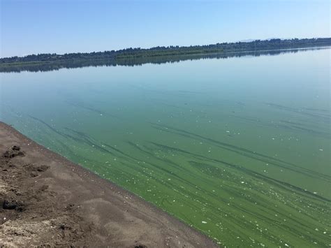 Public Should Avoid Vancouver Lakes Blue Green Algae Blooms Officials