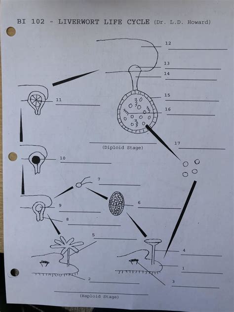 Sports an association of teams or clubs that compete chiefly. Diagram Of Liverwort - Liverwort, any plant of the class ...