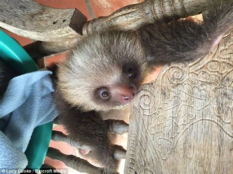 Baby Sloths Learn To Climb With The Help Of A Rocking Chair Baby