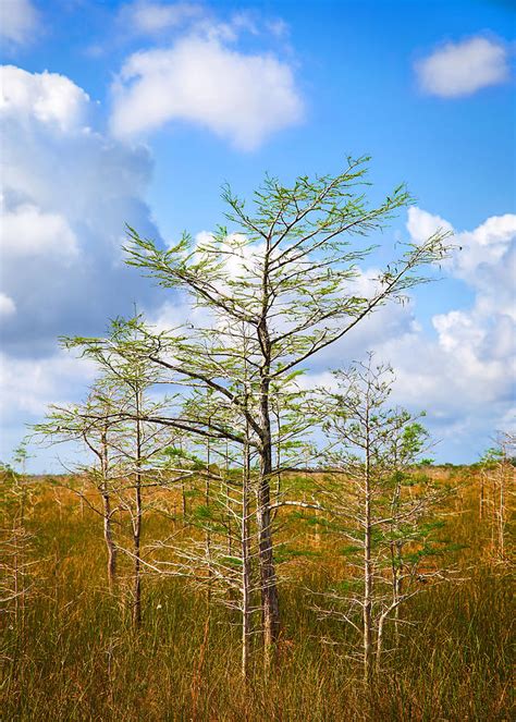 Everglades Cypress Trees 0084 Photograph By Rudy Umans Fine Art America