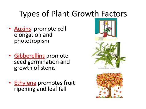 Ppt Introduction To Plant Hormones Powerpoint Presentation Free