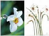 Highgrove-Florilegium: das Pflanzenbuch der Superlative