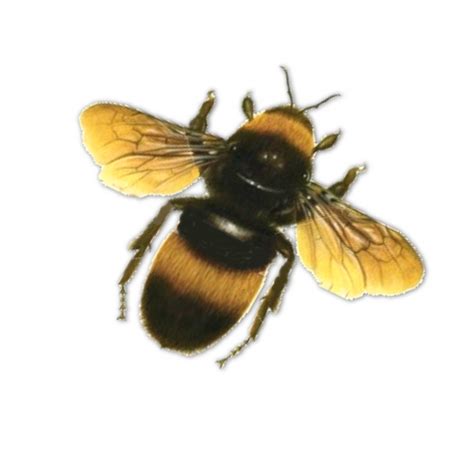 Bumble Bee Transparent Background Clip Art Library