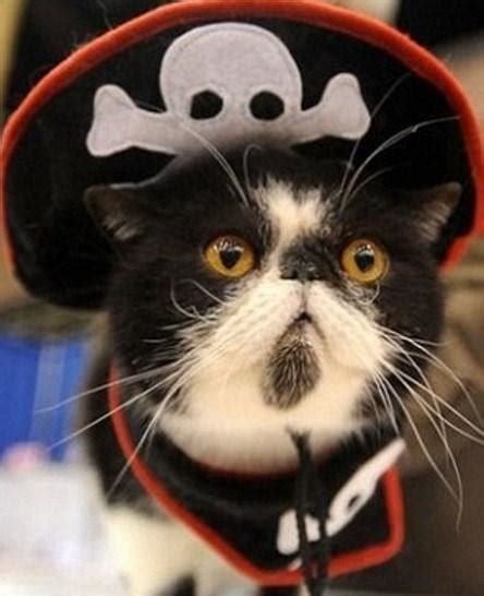 Top 10 Plundering Cats Dressed As Pirates Paperblog
