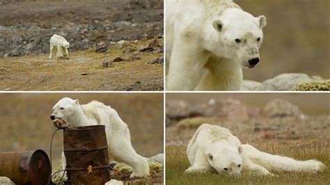 Starving Polar Bear Struggles To Walk On Land In Canada Youtube