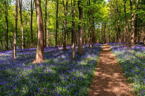 Stunning Bluebell Woods Essex Has To Offer