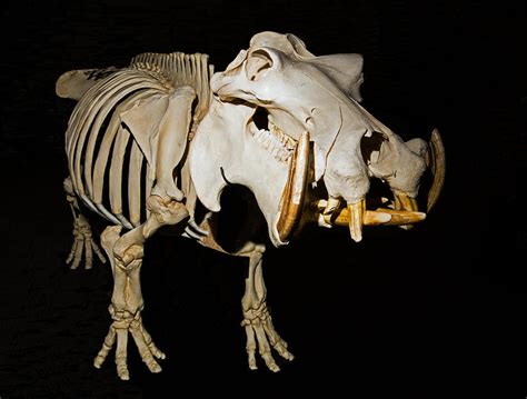 Hippopotamus Skeleton Photograph By Millard H Sharp