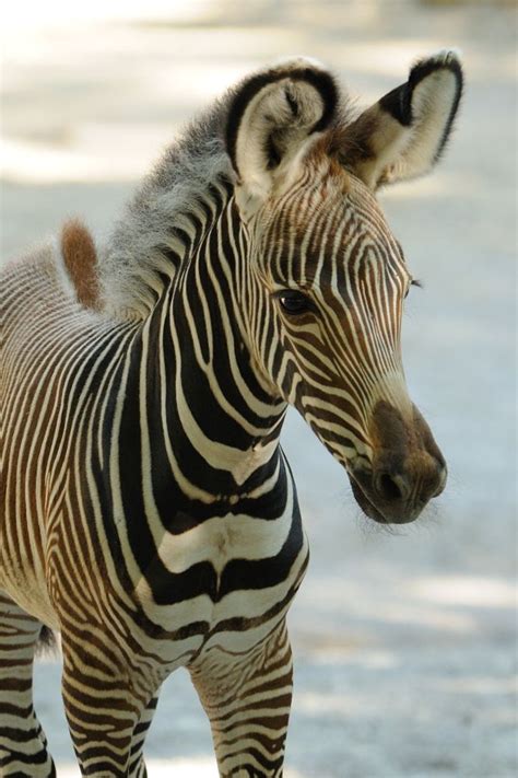 Baby Zebra Born At Cincinnati Zoo Photos Video Cute Creatures