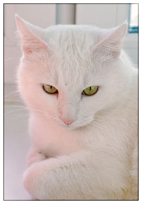 Untitled Null White Cats Pretty Cats Crazy Cats