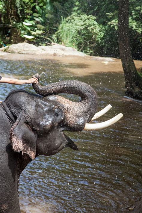 Elephant Bathing In The River Stock Image Image Of Ears People 60062421