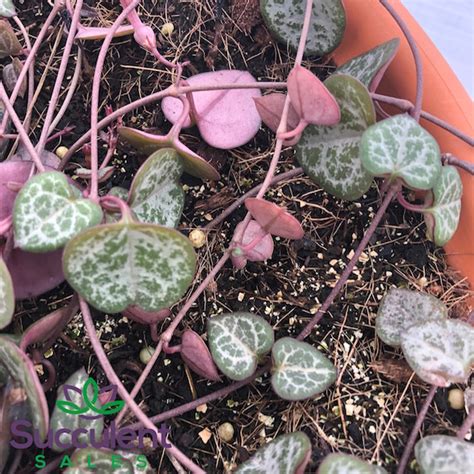 Ceropegia Chain Of Hearts Succulents Sales