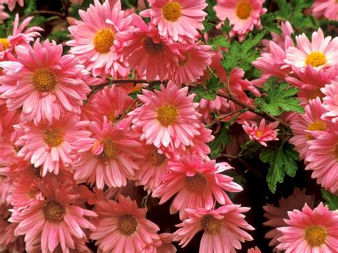 Pink Daisies Wallpapers Wallpaper Cave