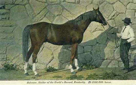 Salvator 1886 1909 1890 Horse Of The Year Horses Thoroughbred
