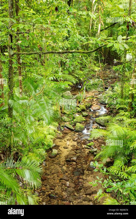 Mossman Queensland Australia Small Stream In The Lush Wet Rain Forest Of Mossman Gorge At