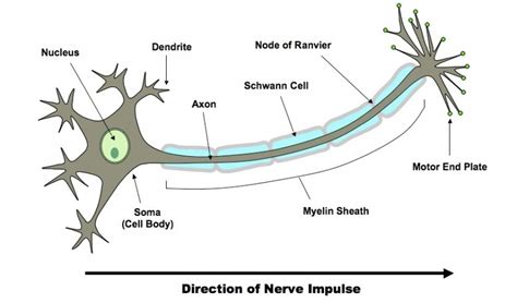 Production Transmission And Propagation Of Nerve Impulse