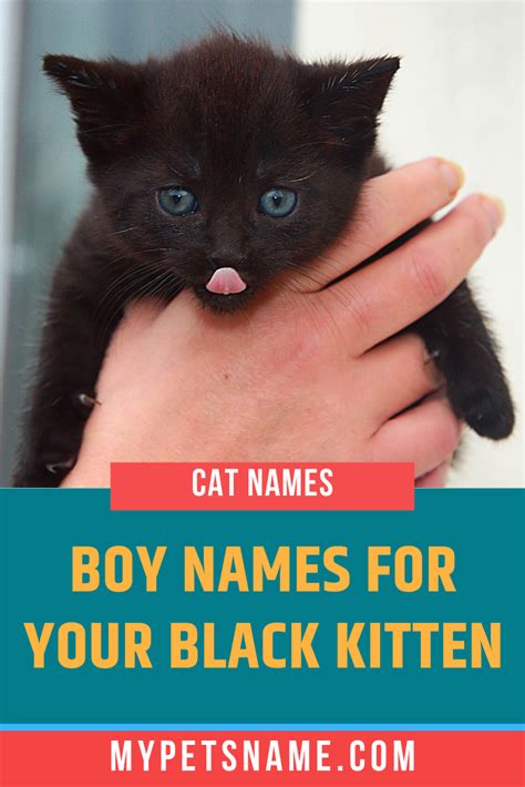 Cute Cat Names For Black Cats