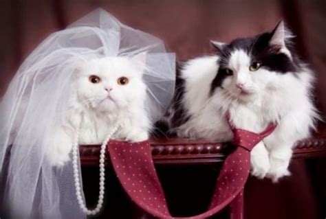 Ten Cats Getting Married In The Traditional Style
