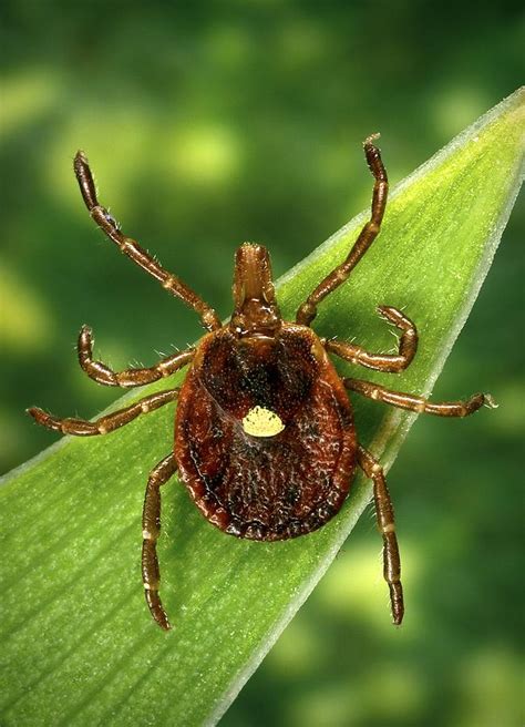 Female Lone Star Tick Photograph By Cdc