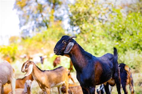 Premium Photo Young Indian Goat At Field