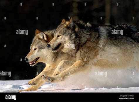 Pack Of Grey Wolves Running Through Deep Snow Captive Ak Se Winter