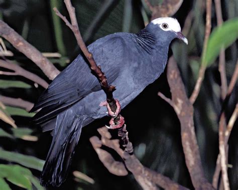 World Of Pigeons And Doves White Crowned Pigeon