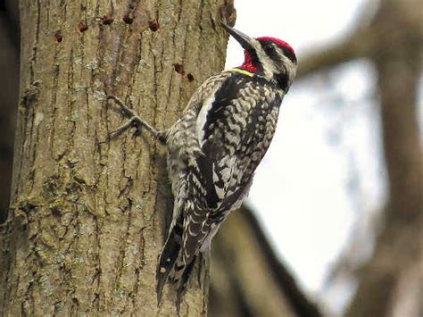 Connecticut Woodpeckers Pictures And Information