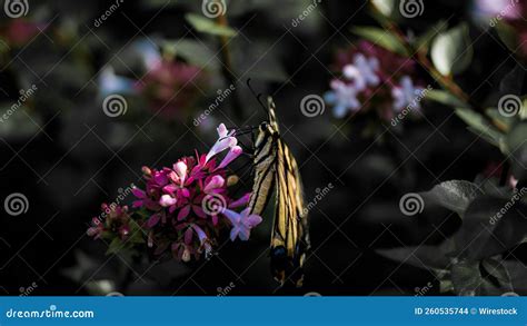 Two Tiger Swallowtails On Joe Pye Weed Royalty Free Stock Photo