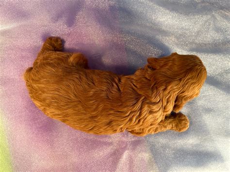 Iowa Cockapoo Breeder Dark Red Cockapoos Available Now