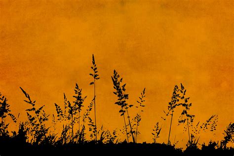 Grass Silhouette At Sunset Free Stock Photo Public Domain Pictures