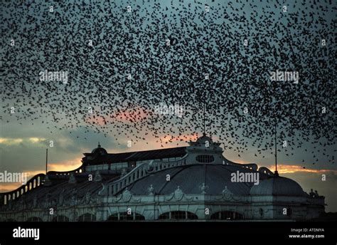 Thousands Of Starlings Flock Together At Dusk To Roost On Brightons