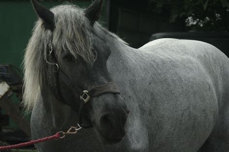 Belgian Draft Horse | Draft horses, Horses, Belgian draft 