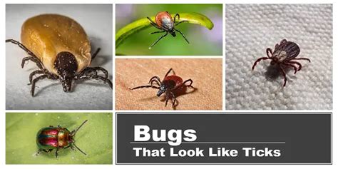 6 Common Bugs That Look Like Ticks But Arent