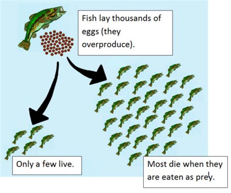 Natural Selection And Evolution Flashcards Flashcards Quizlet