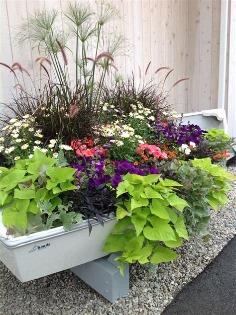 Container Gardening Carolyns Shade Gardens