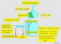 ACTH (Adrenocorticotropic Hormone), Cushing's Syndrome - Labpedia.net